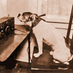 Underdog Podcast Community